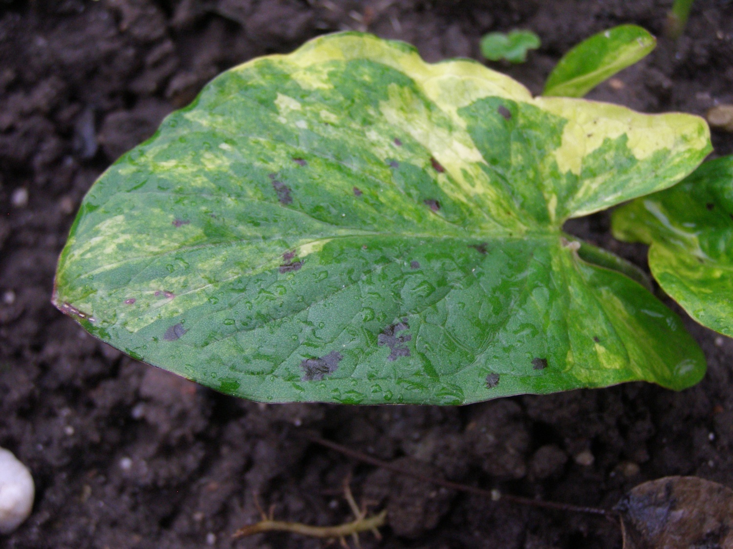 Arum maculatum 'Bakovci'